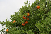 апельсиновый сад на ослиной ферме
