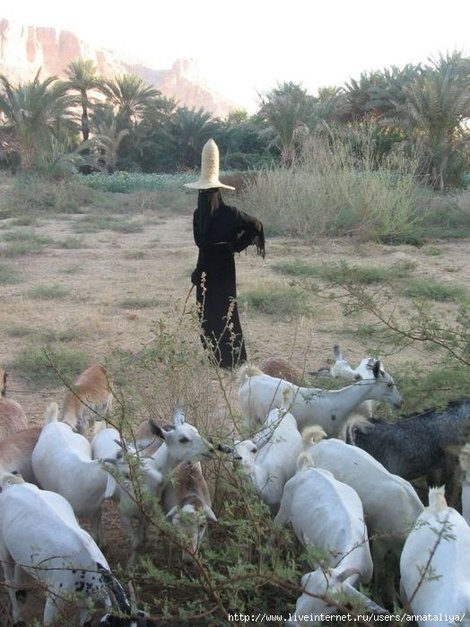 Хадрамаут. С подопечными козочками! А стада у пастушек очень большие! Провинция Хадрамаут, Йемен