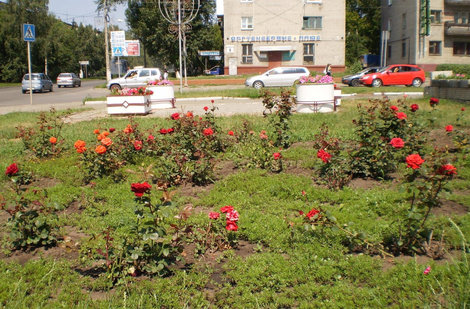 Розы на Комсомольском проспекте Барнаул, Россия