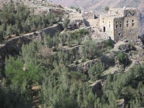 Плантации ката Йемен