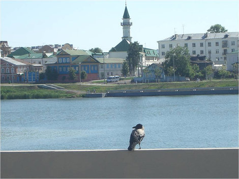 Ворона у озера Казань, Россия