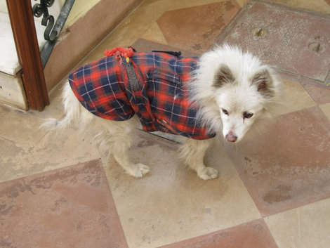 Многие домашние собаки одеты, причем непонятно — то ли от жары, то ли от холода... Индия