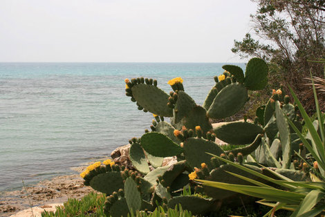 цветущий остров Кипр Кипр