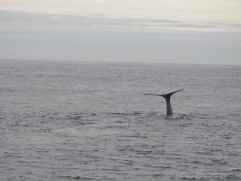 Китовое сафари Анденес, Норвегия
