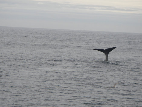 Китовое сафари Анденес, Норвегия