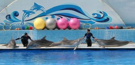 В дельфинарий за счастьем Севастополь, Россия