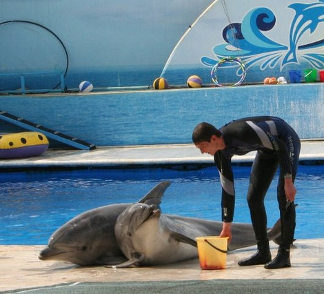 В дельфинарий за счастьем Севастополь, Россия