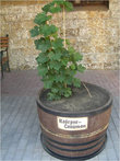 Один из сортов винограда, из которого изготовляют шампанские вина. Во дворике музейного комплекса