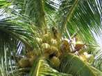 Это кокосовая пальма. Если очень хорошо присмотреться, можно увидеть один странного вида кокос — с коричневыми пятнами. На самом деле это вовсе не кокос, а летучая лисица.