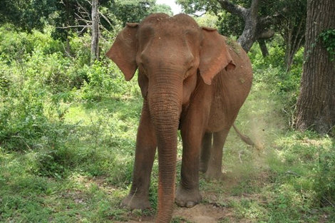 Купание слонов Пиннавала, Шри-Ланка