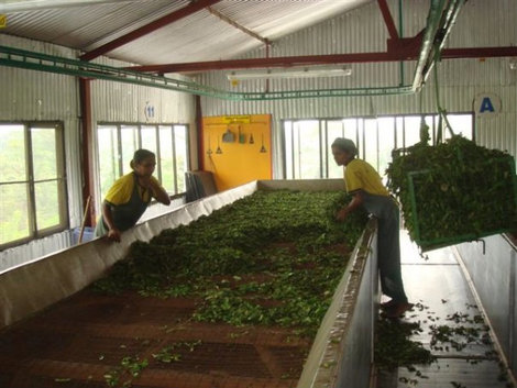 На чайной фабрике, так сушат чай. Унаватуна, Шри-Ланка