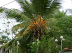 Оказывается, бывает несколько видов кокосов:
Кинг коконут (он желтого цвета и его пьют)
и просто коконут (он коричневее, чем предыдущий).