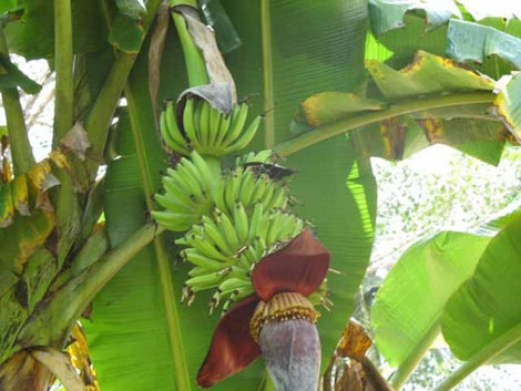 Бананы. Их тоже много сортов. Унаватуна, Шри-Ланка