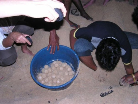Черепашьи яйца. Унаватуна, Шри-Ланка
