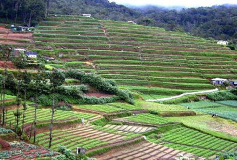 Где растет лучший чай в мире Нувара Элия, Шри-Ланка