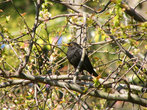 Черный певчий дрозд — частый гость наших парков.