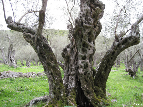 Оливковая роща Черногория