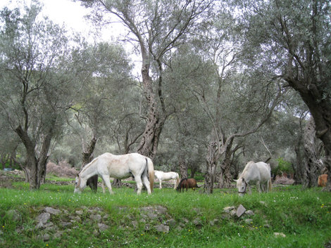 Оливковая роща Черногория