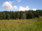 Вид на лес возле санатория со стороны речки