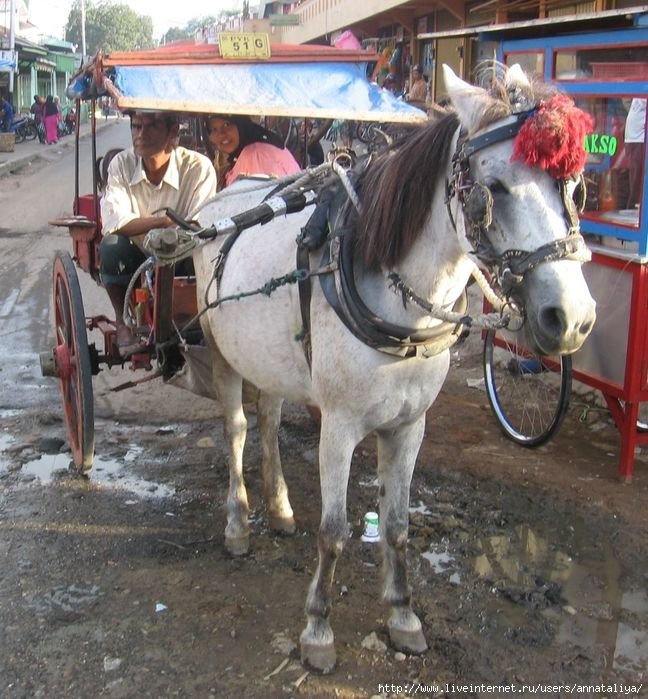 Еще по городу иногда ездят лошади. Их используют и как такси, но, порой, лошади бывают и рейсовые. Индонезия