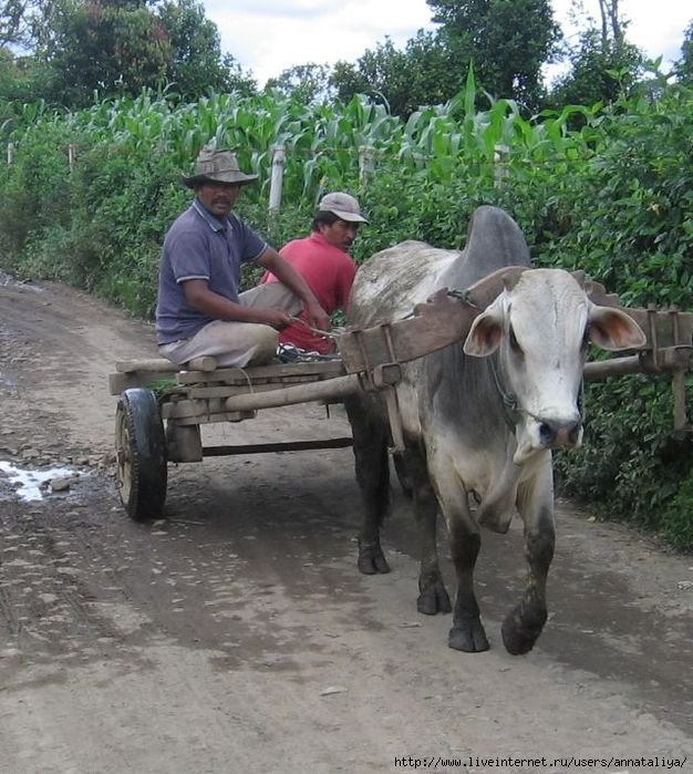 Ну, а в деревнях народ вот как ездит! :) Индонезия