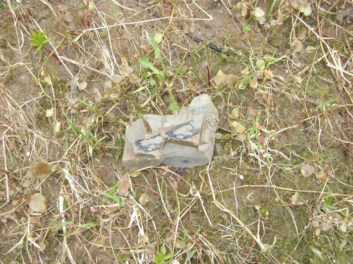 Фрагмент породы с очертаниями стебля плевромейи, в зарослях которой человек мог бы укрыться с головой Рыбинск, Россия