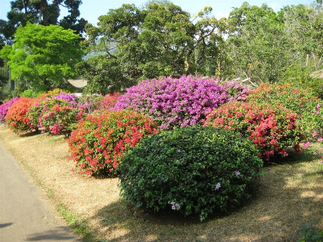 Royal Botanic Gardens Канди, Шри-Ланка