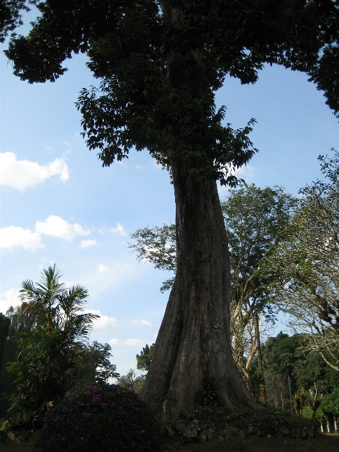 Royal Botanic Gardens Канди, Шри-Ланка