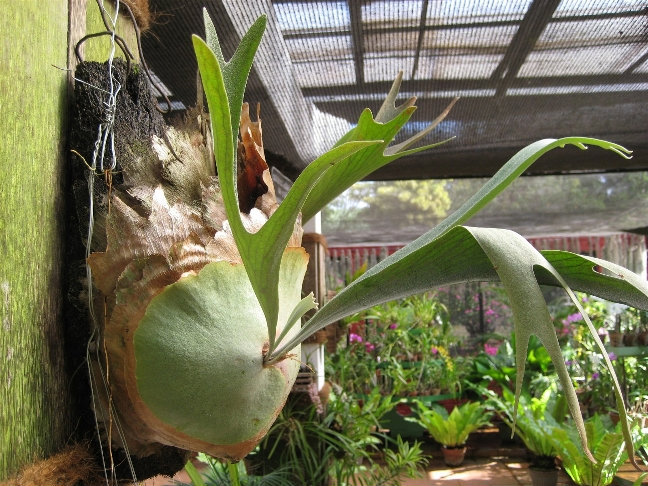 Royal Botanic Gardens. Дом орхидей Канди, Шри-Ланка