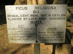 Фикус религиозный или фикус священный — (дерево «Бо» буддистов). Посажен королем Эдвардом аж в 1875 году.
