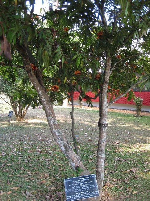 Знаменитые деревья Канди, Шри-Ланка