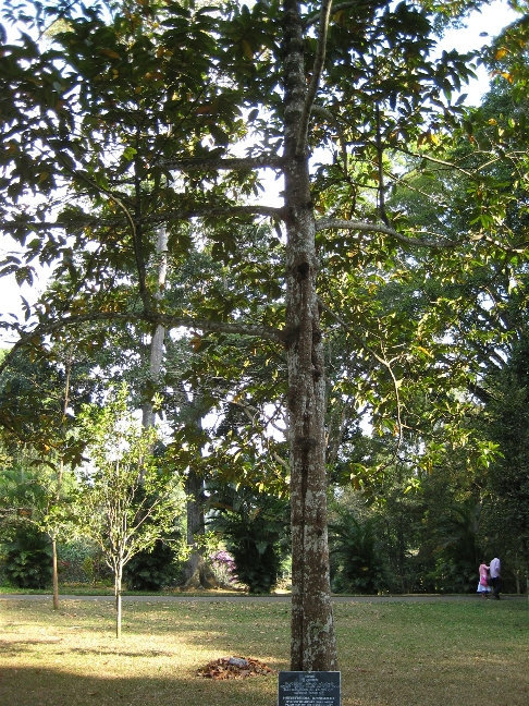 Хорсфилдия из семейства Мускатниковых  произрастает в тропических областях  Азии, Африки и Америки. Это вечнозеленое дерево было посажено президентом Мальдивов в 1984 году. Канди, Шри-Ланка