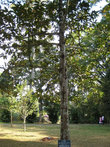 Хорсфилдия из семейства Мускатниковых  произрастает в тропических областях  Азии, Африки и Америки. Это вечнозеленое дерево было посажено президентом Мальдивов в 1984 году.