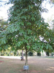 Монодора мускатная или просто мускатный орех — вечнозеленое тропическое дерево из семейства Мускатниковых высотой до 35 метров.