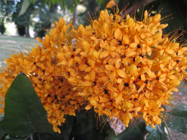 Сарака желтая Канди, Шри-Ланка