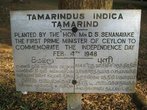 Тамаринд индийский или индийский финик — это растение семейства бобовых и единственный представитель семейства Тамаринд.