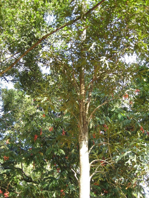 Стенокарпус выемчатый — медленнорастущее вечнозеленое дерево, в природе достигает высоты 9 метров 
Происхождение: Австралия. Посажено президентом Югославии в 1959 году Канди, Шри-Ланка
