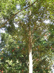 Стенокарпус выемчатый — медленнорастущее вечнозеленое дерево, в природе достигает высоты 9 метров 
Происхождение: Австралия. Посажено президентом Югославии в 1959 году