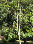 Лагерстрёмия — род растений из семейства Дербенниковые. Посажено генеральным секретарем ООН в 1967 году