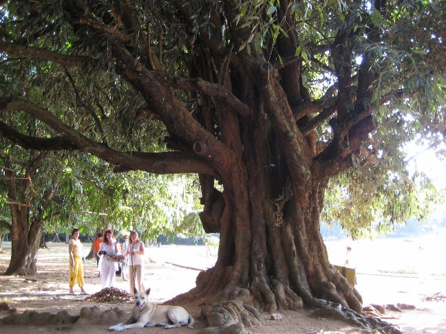 Древесина железного дерева, посаженное царем России в 1891 году, по словам некоторых гидов — самая твердая в мире. Канди, Шри-Ланка