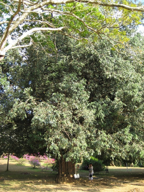 Древесина железного дерева, посаженное царем России в 1891 году, по словам некоторых гидов — самая твердая в мире. Канди, Шри-Ланка