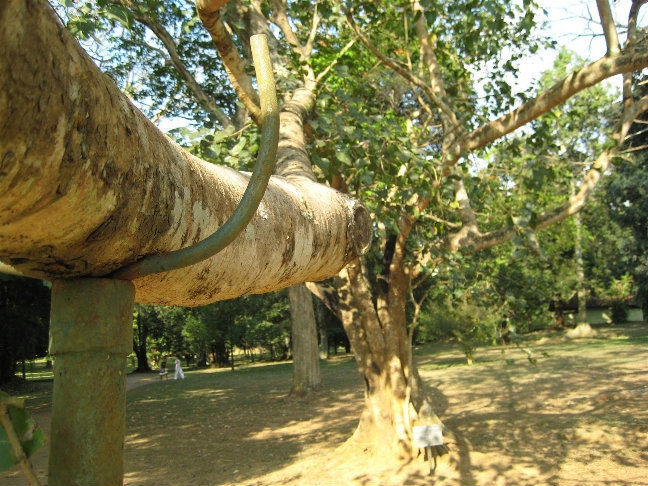Фикус религиозный или фикус священный — (дерево «Бо» буддистов). Посажен королем Эдвардом аж в 1875 году. Канди, Шри-Ланка