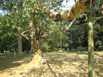 Фикус религиозный или фикус священный — (дерево «Бо» буддистов). Посажен королем Эдвардом аж в 1875 году.