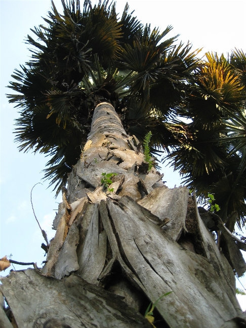 Пальмы в Paradeniya Royal Gardens Канди, Шри-Ланка