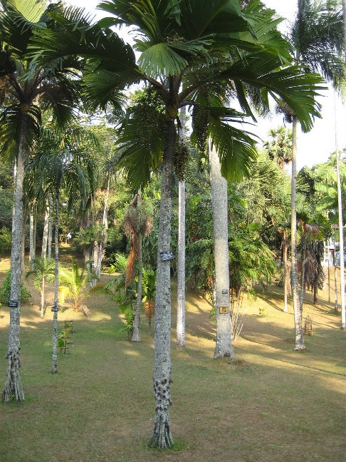 Вершафелтия блестящая из семейства Пальмовые распространена на Сейшельских островах Канди, Шри-Ланка