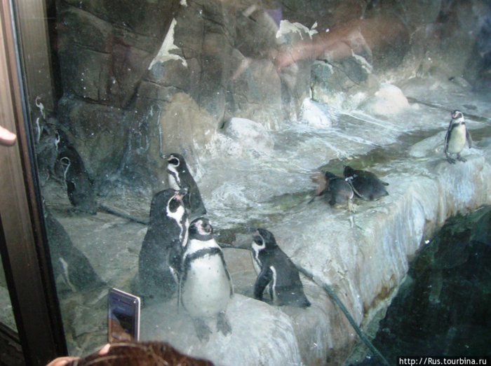 Пингвины в московском зоопарке Москва, Россия