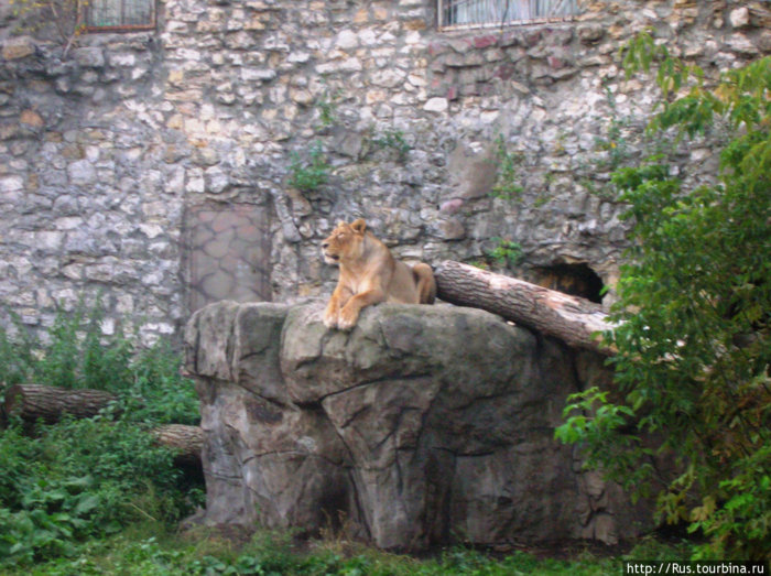 Лев в московском зоопарке Москва, Россия