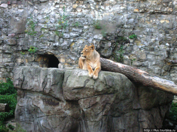Лев в московском зоопарке Москва, Россия