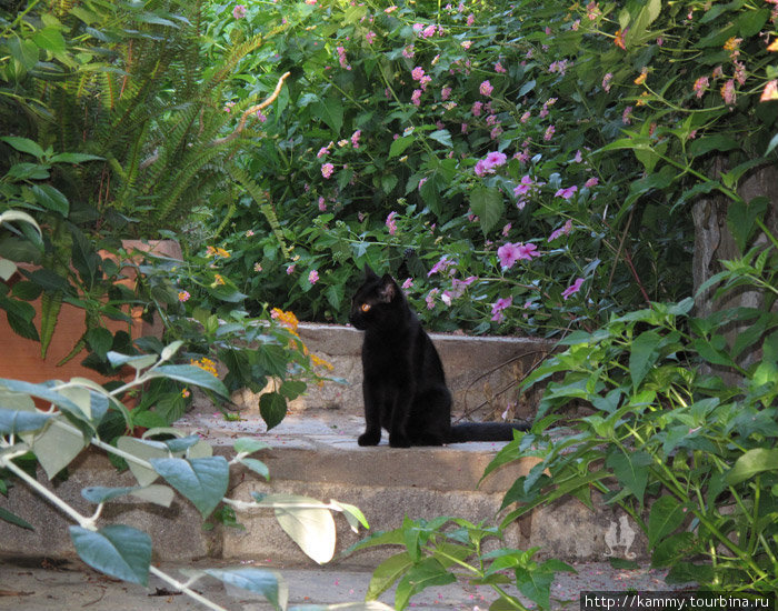 Отель-ботанический сад! Capsis Агия-Пелагея, Греция