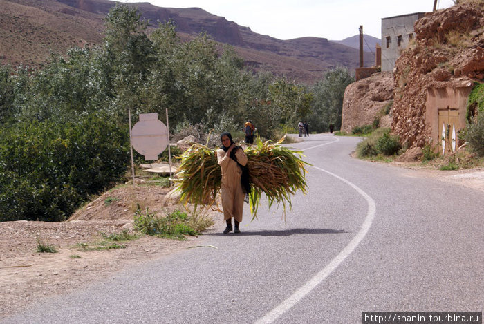 Женщина с травой Бульман, Марокко